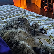 Dizzy is registered to the contest to win money with this photo: bed, bedroom, bedsheet, belly_up, blanket, cat, fluffy, furry, gray_cat, home, indoor, lying_down, open_door, pet, raised_paw, relaxed, sleeping, warm_lighting, whiskers, wooden_floor