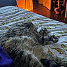 cat, gray_cat, fluffy, furry, sleeping, relaxed, lying_down, belly_up, raised_paw, whiskers, indoor, bedroom, bed, bedsheet, blanket, home, warm_lighting, wooden_floor, open_door, pet