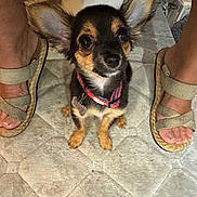 Lucy is registered to the contest to win money with this photo: dog, puppy, small_dog, ears, collar, pet, carpet, feet, sandals, floor, indoor, looking_up, cute, animal, companion, close_up, brown, black, tan, fur