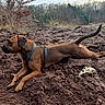 alert, animal, brown_dog, canine, cloudy, dirt, dog, earth_tone, forest, harness, landscape, leafless_trees, mound, nature, outdoor, pet, resting, side_view, sky, trees