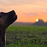 Capone participe au concours pour gagner de l'argent avec cette photo : animal, blurred_background, brown_dog, canine, collar, dog, evening, field, grass, looking_up, nature, outdoor, peaceful, pet, profile, serene, side_view, sky, soft_light, sunset