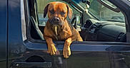 Capone participe au concours pour gagner de l'argent avec cette photo : animal, black_car, blue_sky, brown_dog, canine, car, clouds, daylight, dog, driver_side, leisure, outdoor, parked_car, pet, relaxed, road_trip, sunlight, transportation, vehicle, window