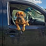 animal, black_car, blue_sky, brown_dog, canine, car, clouds, daylight, dog, driver_side, leisure, outdoor, parked_car, pet, relaxed, road_trip, sunlight, transportation, vehicle, window