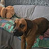 animal, blanket, brown_dog, couch, cozy, decor, dog, floor, furniture, home, indoor, laying_down, living_room, pet, plush_toy, relaxed, stretching, stuffed_toy, toy, wallpaper