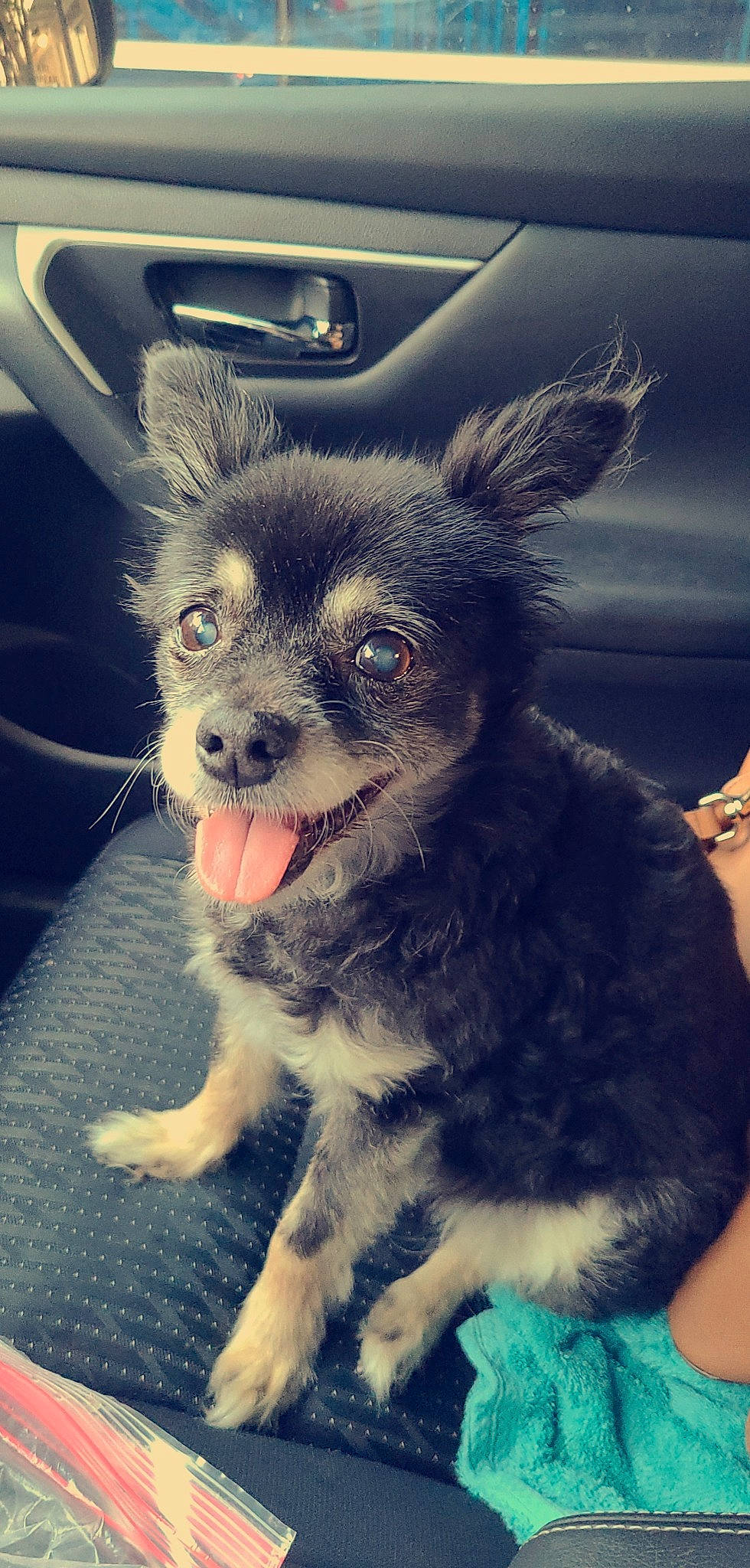 Zorro is registered to the contest to win money with this photo: canidae, carnivore, chihuahua, companion_dog, dog, dog_breed, ear, fawn, mammal, morkie, nose, puppy, puppy_love, rare_breed_dog, snout, sporting_group, toy_dog, whiskers, yorkipoo