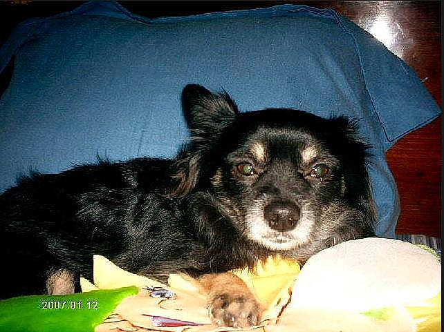 Zorro is registered to the contest to win money with this photo: canidae, carnivore, companion_dog, dog, dog_breed, herding_dog, mammal, puppy, rare_breed_dog, sporting_group, vertebrate