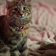 Miso is registered to the contest to win money with this photo: cat, feline, pet, tabby, collar, bell, whiskers, fur, eyes, portrait, close_up, bed, blanket, cozy, indoor, domestic, soft_lighting, shallow_depth_of_field, sitting, curious