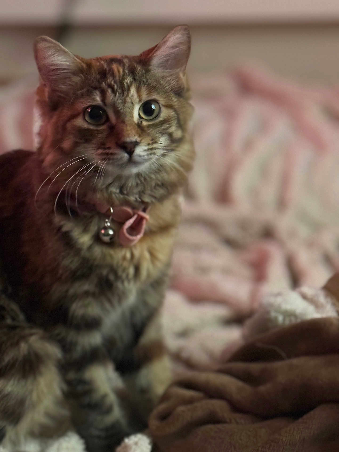 Miso is registered to the contest to win money with this photo: cat, feline, pet, tabby, collar, bell, whiskers, fur, eyes, portrait, close_up, bed, blanket, cozy, indoor, domestic, soft_lighting, shallow_depth_of_field, sitting, curious