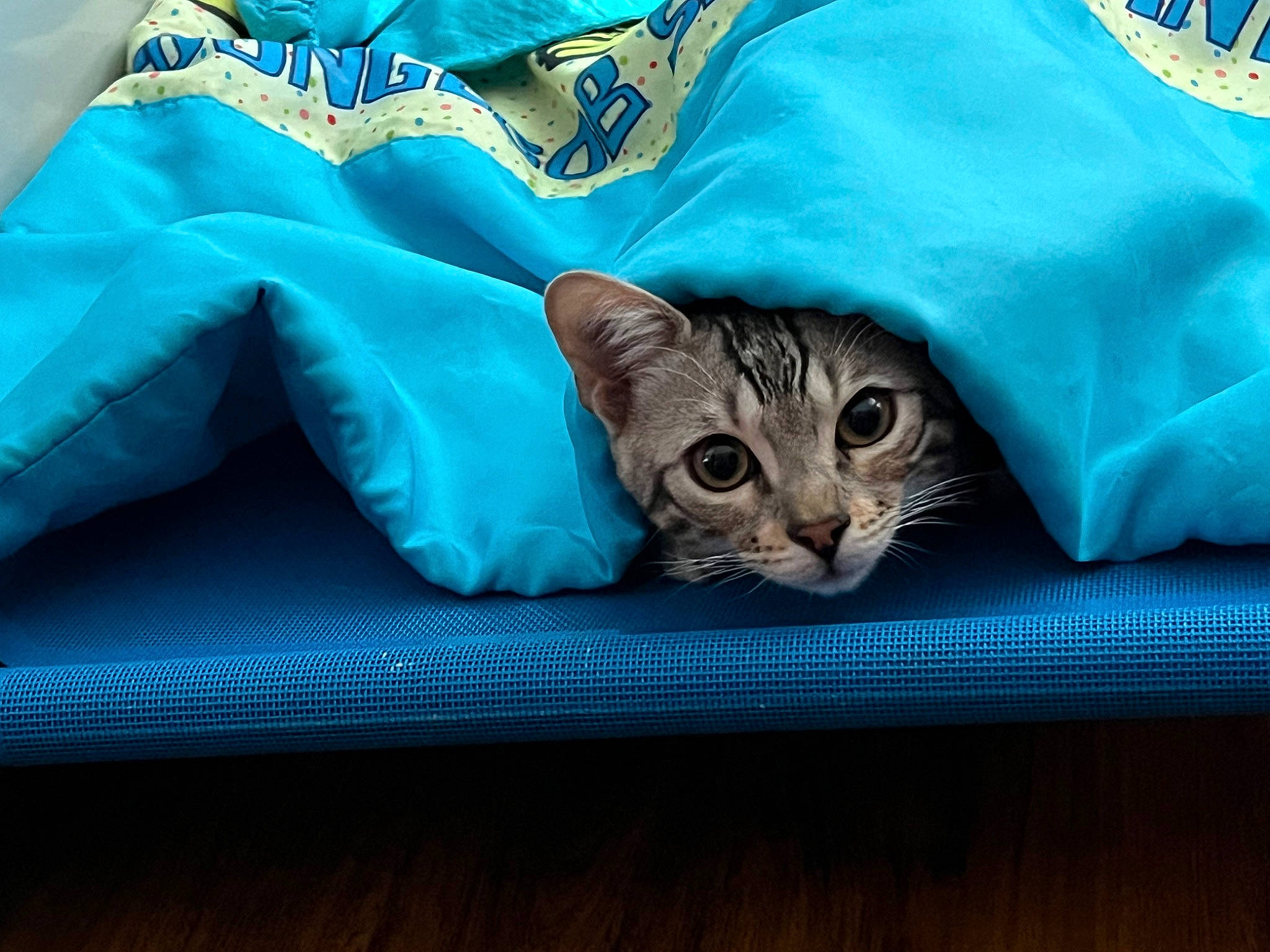 Gucci is registered to the contest to win money with this photo: baby_toddler_clothing, bag, bedding, carnivore, cat, comfort, couch, domestic_short_haired_cat, electric_blue, fashion_accessory, fawn, felidae, fur, grey, linens, sleeve, small_to_medium_sized_cats, tail, textile, whiskers