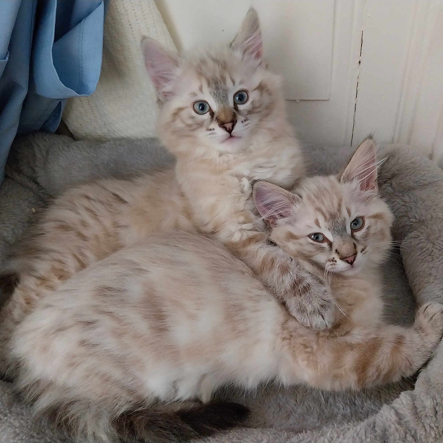 Luna And Sola is registered to the contest to win money with this photo: adorable, animal, bed, blue_eyes, cat, comfort, companion, cozy, cute, domestic_cat, feline, fluffy, fur, indoor, kitten, pet, resting, snuggling, two_animals, young