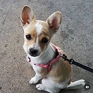 Angel is registered to the contest to win money with this photo: adorable, animal, brown_and_white, canine, companion, concrete, cute, dog, domestic_animal, ears, friendly, harness, leash, looking_up, outdoor, pet, puppy, sitting, small_dog, young_dog