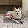 Angel is registered to the contest to win money with this photo: animal, companion, cute, dog, domestic_animal, ears_up, floor_mat, four_legs, fur, house_pet, indoor, looking_at_camera, pet, pet_clothing, relaxed, resting, small_dog, snout, tiled_floor, white_dog