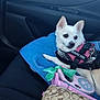 Angel joined the competition — help win amazing prizes! alert, blue_cushion, canine, car_interior, car_seat, comfort, dog, door_handle, green_bags, handbag, leash, pet_accessories, pink_leash, resting, seat, service_dog, small_dog, travel, white_dog, window