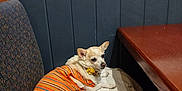 Angel joined the competition — help win amazing prizes! animal, bench, clothing, companion, cozy, cushion, dog, domestic, furniture, indoor, looking_away, orange, patterned_wall, pet, relaxed, resting, small_dog, striped, table, wall