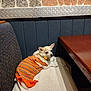 animal, bench, clothing, companion, cozy, cushion, dog, domestic, furniture, indoor, looking_away, orange, patterned_wall, pet, relaxed, resting, small_dog, striped, table, wall