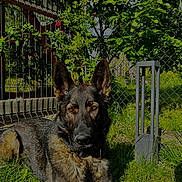 Roma a rejoint le concours — aidez-le/la à gagner de superbes lots ! alert, animal, canine, collar, dog, ears, fence, flowers, garden, german_shepherd, grass, greenery, nature, outdoor, pet, portrait, resting, summer, sunlight, yard