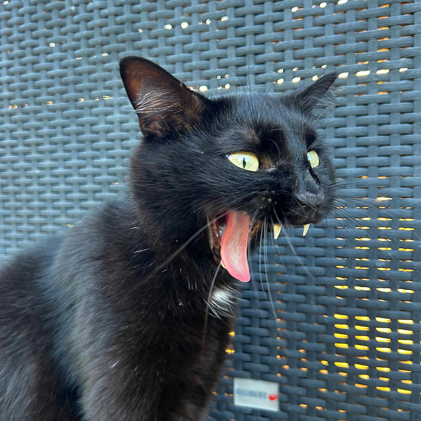 Rocky a rejoint le concours — aidez-le/la à gagner de superbes lots ! animal, black_cat, cat, closeup, ears, expression, fangs, feline, fur, mouth_open, outdoor, pet, portrait, sitting, sunlight, texture, tongue, whiskers, woven_background, yellow_eyes