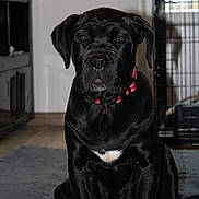 Azia a rejoint le concours — aidez-le/la à gagner de superbes lots ! animal, black_dog, cage, collar, cute, dog, ears, eyes, floor, fur, household, indoor, looking_at_camera, mat, nose, pet, portrait, puppy, sitting, young_dog