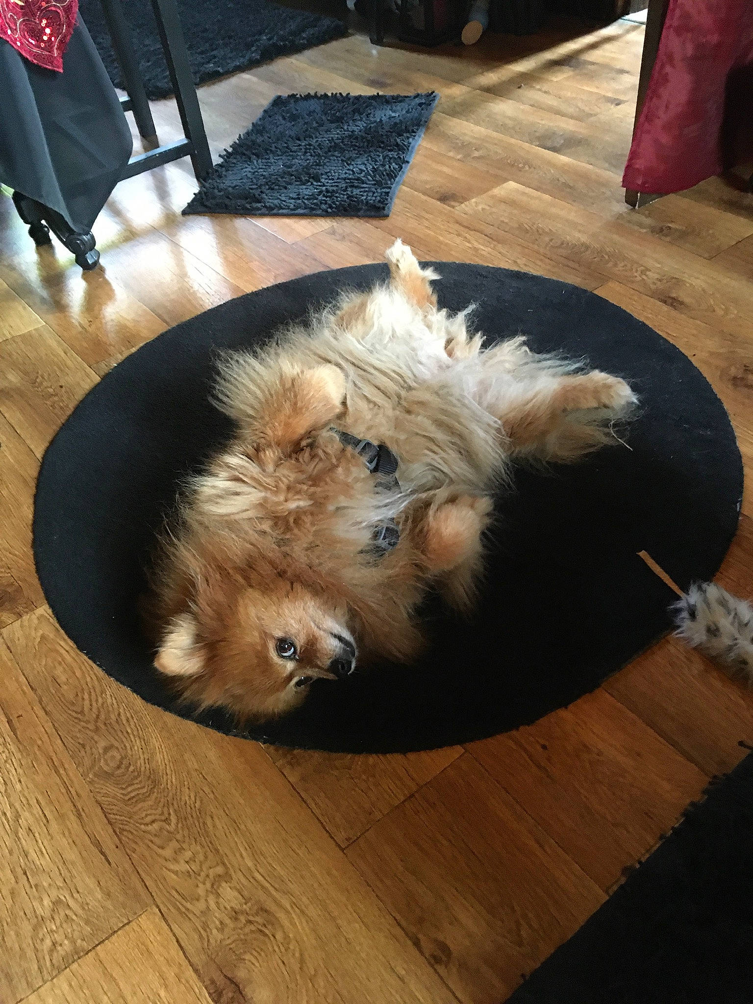 Foxy participe au concours pour gagner de l'argent avec cette photo : canidae, carnivore, companion_dog, dog, dog_breed, event, fawn, floor, flooring, fur, hardwood, laminate_flooring, small_terrier, sporting_group, terrier, toy_dog, varnish, wood, wood_flooring, wood_stain