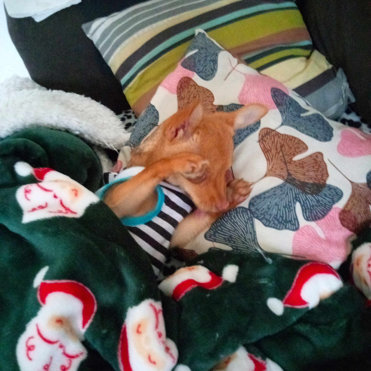 Bella a rejoint le concours — aidez-le/la à gagner de superbes lots ! cat, kitten, orange_cat, sleeping, lying_down, indoors, blanket, pillow, bed, cozy, relaxed, pet, feline, striped_clothing, holiday_blanket, colorful, home, cuddly, nap, portrait