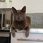 Jojo participe au concours pour gagner de l'argent avec cette photo : cat, gray_cat, furry, animal, pet, portrait, face, eyes, ears, whiskers, kitchen, cabinet, microwave, dishwasher, countertop, home, indoor, hanging, serious, funny