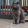 cat, gray_cat, pet, animal, sitting, indoors, home, tile_floor, baby_gate, barrier, cushion, furniture, portrait, whiskers, pointed_ears, green_eyes, fur, alert, living_room, photography