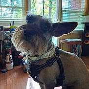 Prince Mio is registered to the contest to win money with this photo: dog, canine, pet, scruffy, wire_hair, small_dog, pointed_ears, beard, harness, collar, indoor, living_room, wood_floor, windows, window_blinds, sunlight, speakers, toys, furniture, portrait