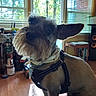 dog, canine, pet, scruffy, wire_hair, small_dog, pointed_ears, beard, harness, collar, indoor, living_room, wood_floor, windows, window_blinds, sunlight, speakers, toys, furniture, portrait