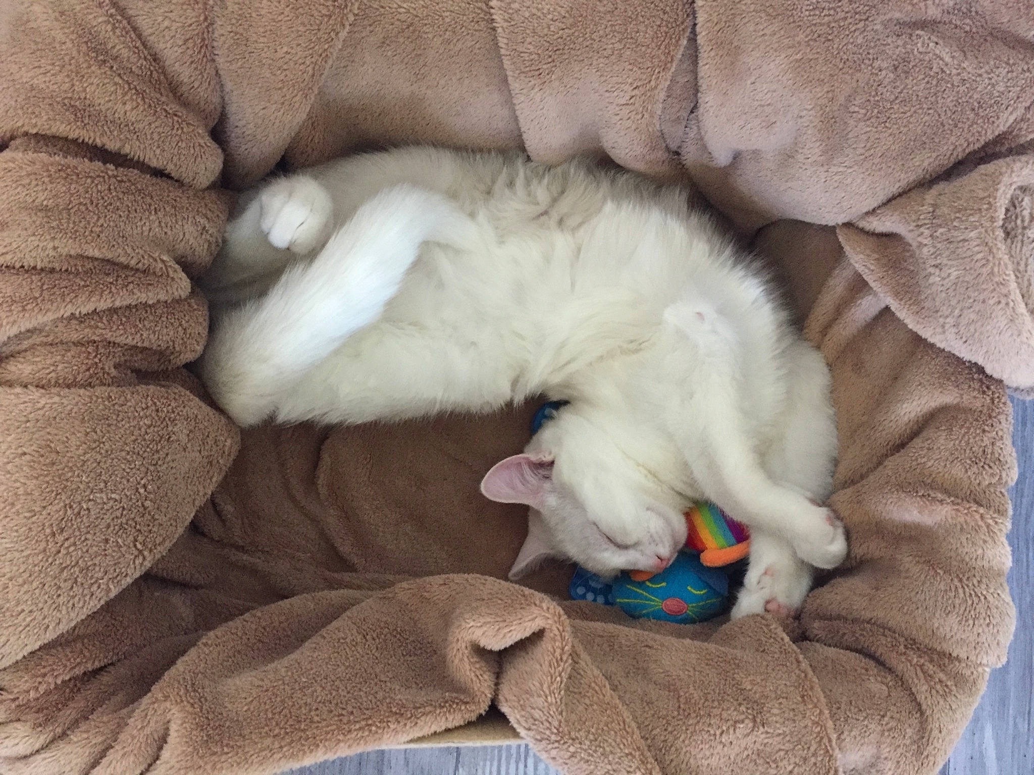 Lechat a rejoint le concours — aidez-le/la à gagner de superbes lots ! carnivore, cat, claw, comfort, companion_dog, dog_breed, domestic_short_haired_cat, ear, fang, felidae, fur, grey, linens, nap, paw, sleep, small_to_medium_sized_cats, tail, textile, whiskers