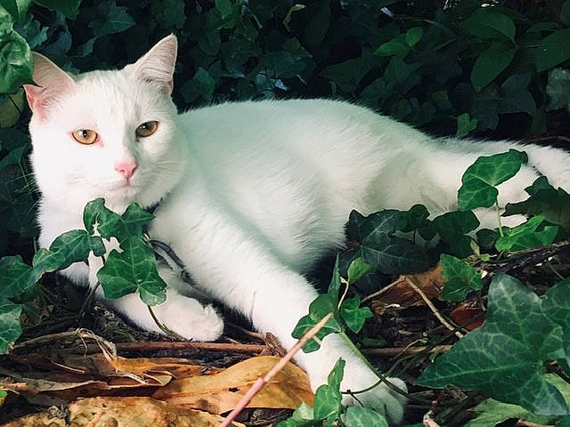 Lechat participe au concours pour gagner de l'argent avec cette photo : botany, carnivore, cat, domestic_short_haired_cat, eye, fawn, felidae, fur, grass, groundcover, herb, natural_material, organism, plant, small_to_medium_sized_cats, snout, tail, terrestrial_animal, twig, whiskers
