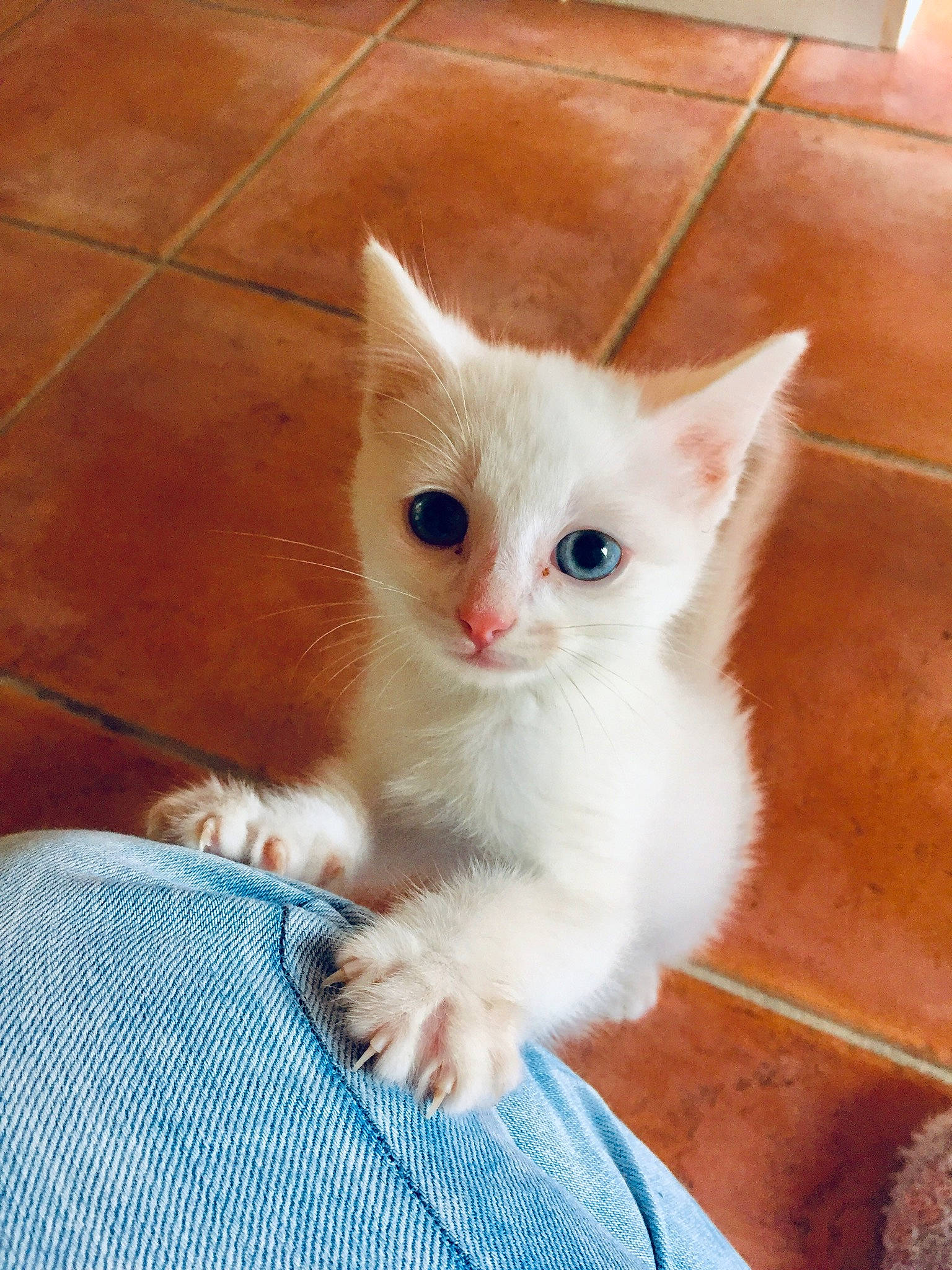 Lechat a rejoint le concours — aidez-le/la à gagner de superbes lots ! blue, carnivore, cat, claw, domestic_short_haired_cat, eye, fawn, felidae, flooring, fur, hardwood, head, paw, sitting, small_to_medium_sized_cats, snout, tail, terrestrial_animal, whiskers, wood