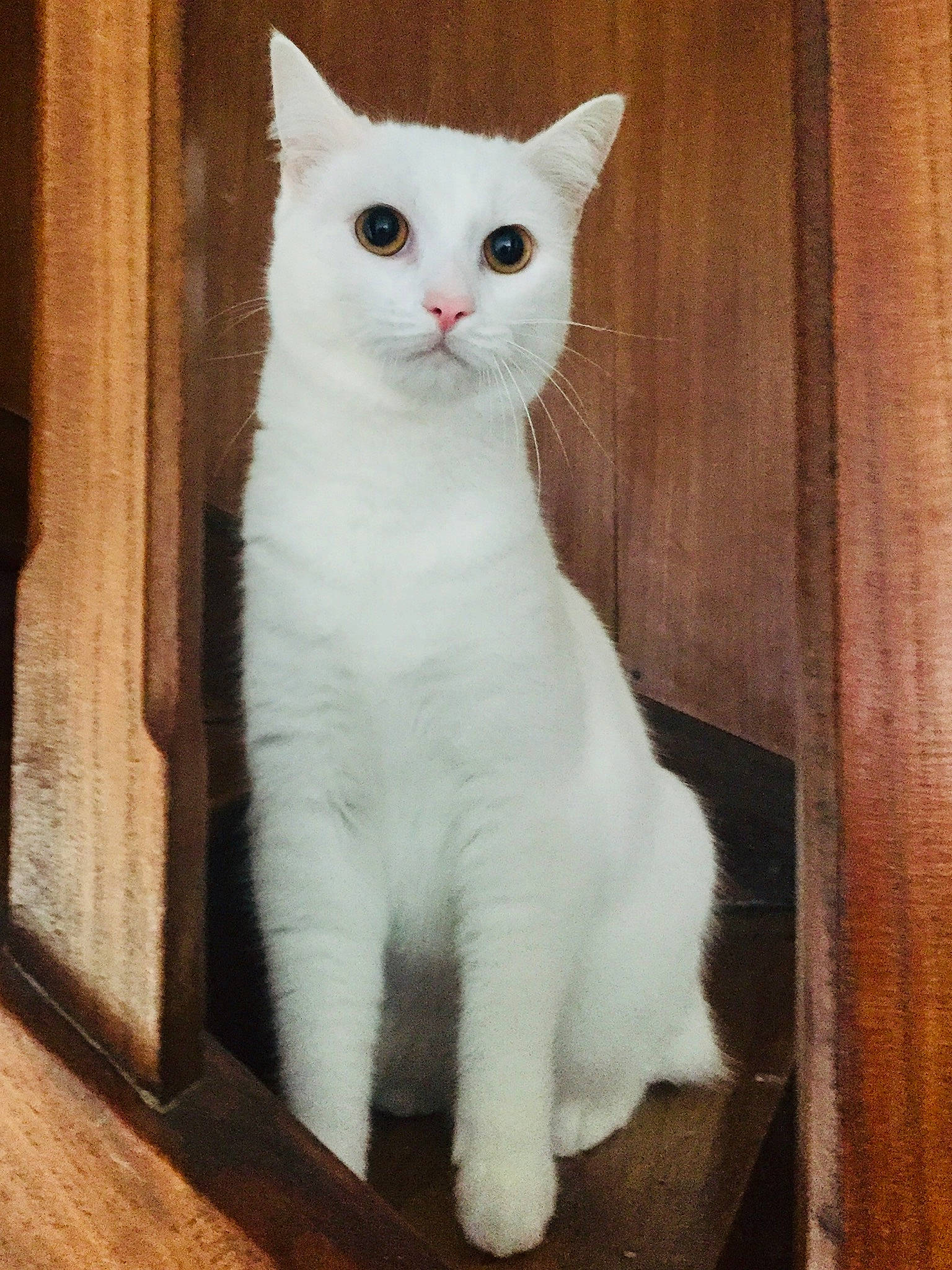 Lechat a rejoint le concours — aidez-le/la à gagner de superbes lots ! carnivore, cat, domestic_short_haired_cat, fawn, felidae, flooring, fur, hardwood, pattern, paw, pet_supply, small_to_medium_sized_cats, snout, tail, whiskers, window, wood, wood_stain