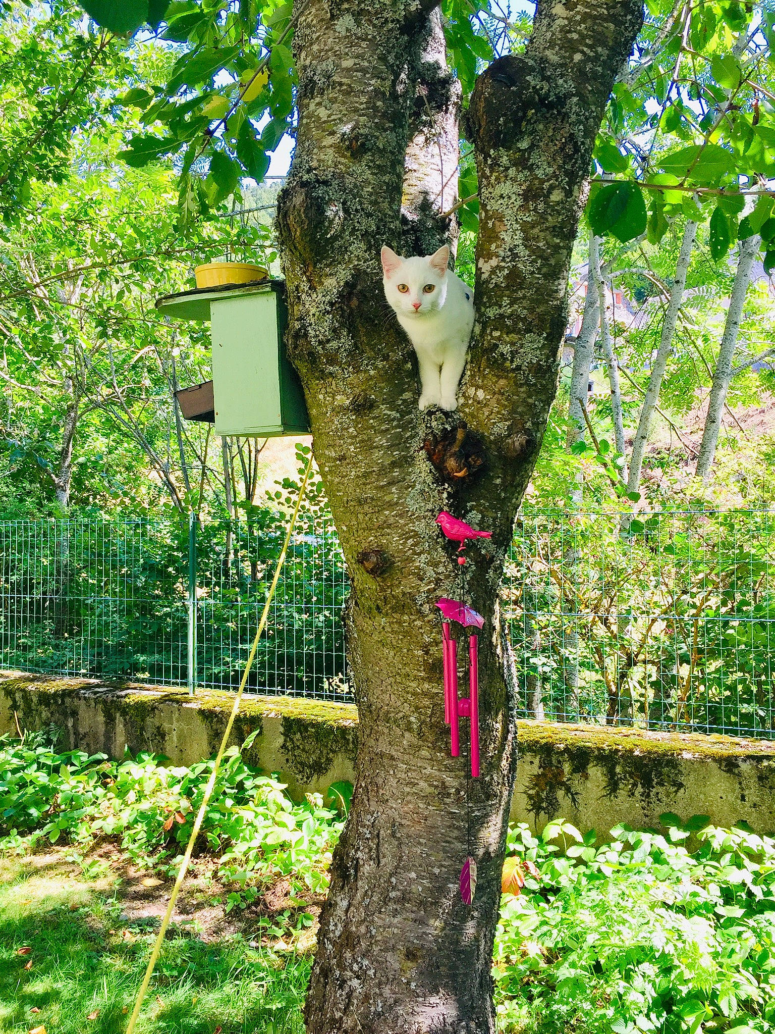 Lechat a rejoint le concours — aidez-le/la à gagner de superbes lots ! branch, carnivore, cat, deciduous, felidae, flowering_plant, forest, grass, groundcover, plant, shrub, small_to_medium_sized_cats, tail, terrestrial_plant, tree, trunk, twig, whiskers, wood, woody_plant