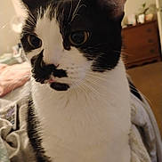 Mamas is registered to the contest to win money with this photo: animal_face, bed, black_and_white, blanket, cat, close_up, cozy, cute, domestic_animal, ears, eyes, fur, furniture, home, indoor, mustache_marking, pet, portrait, relaxing, whiskers