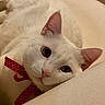 Elliot is registered to the contest to win money with this photo: cat, white_cat, pet, animal, bow_tie, red_bow, indoor, close_up, face, ears, whiskers, cute, relaxed, feline, soft_lighting, cozy, portrait, lying_down, curious, domestic_animal