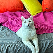 Elliot joined the competition — help win amazing prizes! cat, white_cat, pet, animal, bed, blanket, pink_blanket, cushion, colorful_cushions, orange_cushion, yellow_cushion, gray_bedspread, indoor, feline, resting, cute, cozy, fur, whiskers, relaxed