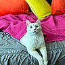 cat, white_cat, pet, animal, bed, blanket, pink_blanket, cushion, colorful_cushions, orange_cushion, yellow_cushion, gray_bedspread, indoor, feline, resting, cute, cozy, fur, whiskers, relaxed