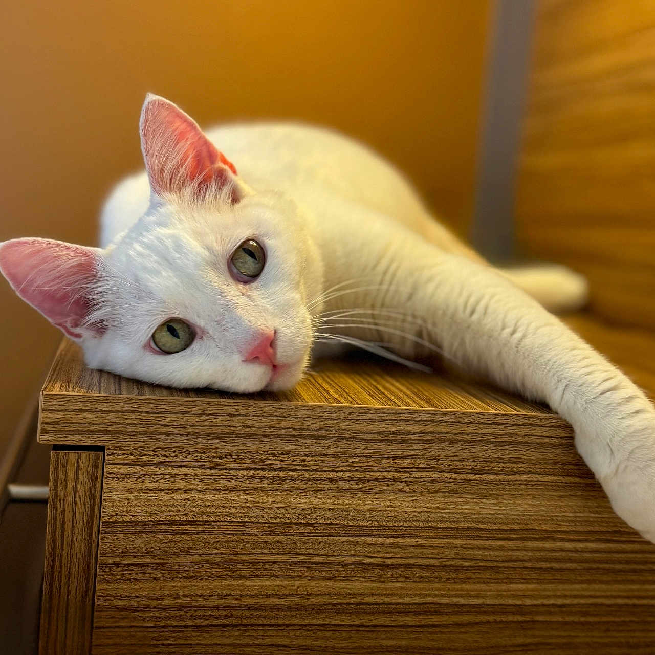 Elliot