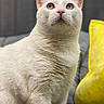 Elliot is registered to the contest to win money with this photo: cat, white_cat, pet, feline, indoor, curious, green_eyes, fur, whiskers, close_up, portrait, cozy, blanket, pillow, yellow, gray, soft_texture, sitting, domestic_animal, home