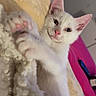 Eddie is registered to the contest to win money with this photo: kitten, cat, white_cat, pet, cute, pink_paws, pink_ears, blanket, cozy, indoor, relaxed, curious, fur, animal, mammal, young, close_up, resting, soft, domestic