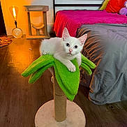Eddie is registered to the contest to win money with this photo: kitten, white_cat, cat_perch, green, leaf_shaped, bedroom, bed, pink_blanket, red_pillow, cat_tree, lamp, wooden_floor, window, night, indoor, pet, cute, feline, looking_at_camera, cozy