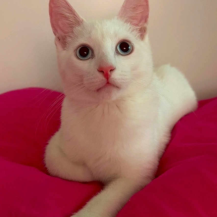 Eddie is registered to the contest to win money with this photo: cat, white_cat, pet, animal, indoor, cushion, pink, fur, cute, wide_eyes, relaxed, looking, portrait, mammal, whiskers, paw, laying, cozy, domestic_animal, feline