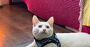 Eddie joined the competition — help win amazing prizes! cat, white_cat, indoor, floor, wooden_floor, harness, pet, feline, curious, pink_blanket, blanket, furniture, cozy, looking_up, domestic_animal, animal, resting, ears, whiskers, wide_eyes