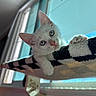 Eddie joined the competition — help win amazing prizes! kitten, cat, white_cat, blue_eyes, indoor, window, hammock, pet, cute, curious, feline, paw, whiskers, cozy, sunlight, animal, young, resting, soft_fur, claws