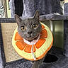 Thomas is registered to the contest to win money with this photo: cat, gray_cat, pet, orange_slice_collar, cat_tree, curious, wide_eyes, indoor, feline, cozy, scratching_post, playful, animal, cute, house_pet, whiskers, portrait, claws, soft_texture, fur