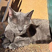 Thomas is registered to the contest to win money with this photo: cat, gray_cat, animal, pet, outdoor, sunlight, resting, sleeping, soil, plant, pot, shadow, feline, nature, relaxation, closeup, quiet, peaceful, fur, whiskers