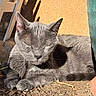 cat, gray_cat, animal, pet, outdoor, sunlight, resting, sleeping, soil, plant, pot, shadow, feline, nature, relaxation, closeup, quiet, peaceful, fur, whiskers