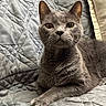 Thomas is registered to the contest to win money with this photo: cat, gray_cat, pet, animal, feline, quilted_blanket, fabric, indoor, resting, cute, whiskers, ears, paw, fur, closeup, portrait, relaxed, cozy, home, comfort