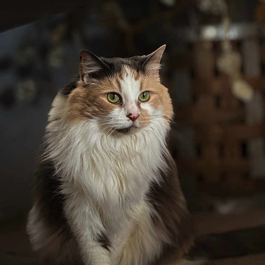 Winnie is registered to the contest to win money with this photo: animal, blurred_background, calm, calm_expression, cat, closeup, cute, domestic_animal, feline, fluffy, fur, furry, green_eyes, indoor, mammal, pet, portrait, sitting, soft_lighting, whiskers