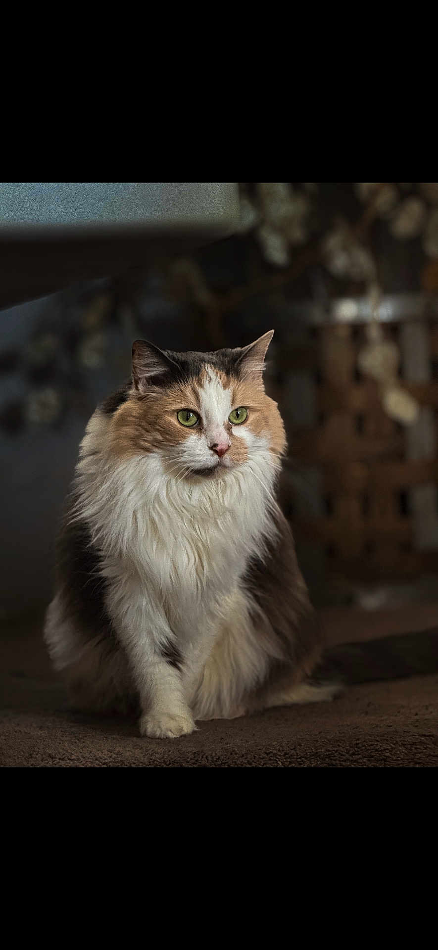 Winnie is registered to the contest to win money with this photo: cat, fluffy, green_eyes, sitting, calm, portrait, indoor, soft_lighting, blurred_background, feline, pet, fur, whiskers, closeup, domestic_animal, cute, animal, mammal, furry, calm_expression
